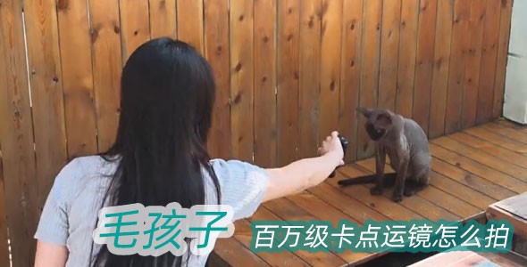 周末去撸猫！用飞宇Pocket 3拍出毛孩子百万级卡点运镜教程